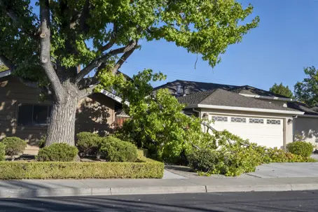 tree damage