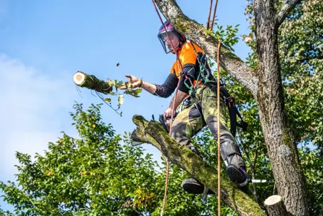 expert trimming trees