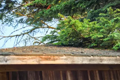 old tree beside a house