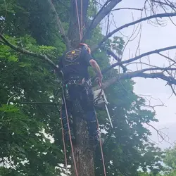 Tree Service Photo