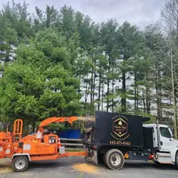 Tree Service Photo