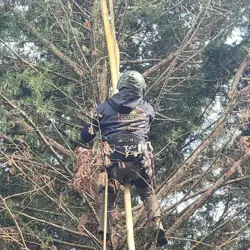 Tree Service Photo