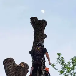 Tree Service Photo