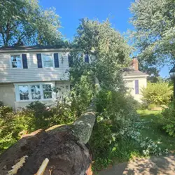 Tree Service Photo