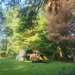Tree Service Photo