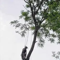 Tree Service Photo