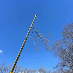 Tree Service Photo