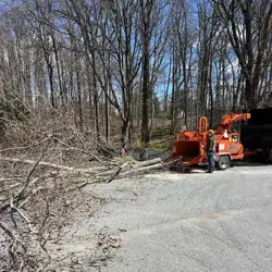Tree Service Photo