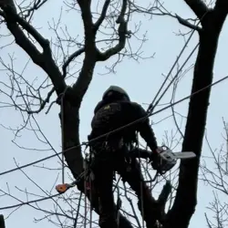 Tree Service Photo