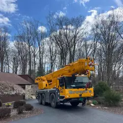 Tree Service Photo
