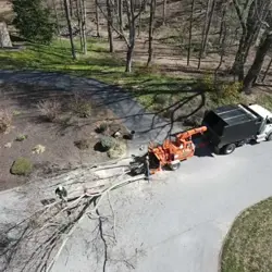 Tree Service Photo