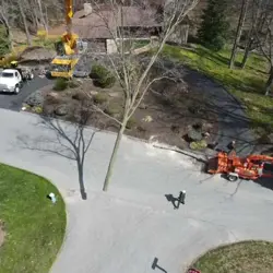 Tree Service Photo