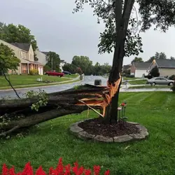 Tree Service Photo